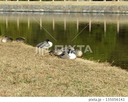 稲毛海浜公園浜の池に来た冬の渡り鳥オナガガモ 稲毛海浜公園浜の池に来た冬の渡り鳥オナガガモ 135056141