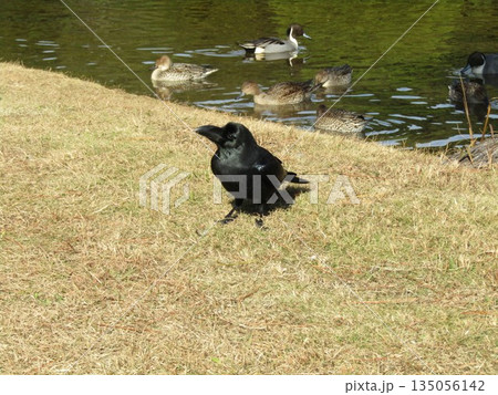 稲毛海浜公園浜の池に来た冬の渡り鳥オナガガモ 稲毛海浜公園浜の池に来た冬の渡り鳥オナガガモ 135056142