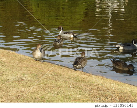 稲毛海浜公園浜の池に来た冬の渡り鳥オナガガモ 135056143