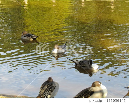 稲毛海浜公園浜の池に来た冬の渡り鳥オナガガモ 135056145