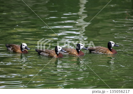 Group duck in the river Group duck in the river 135056217