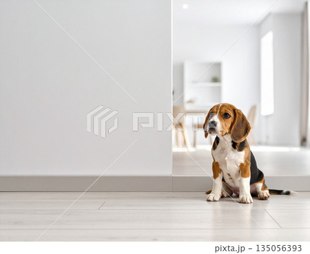 余白のある室内で静かに座るビーグルの子犬　安心感のある暮らしイメージ 135056393