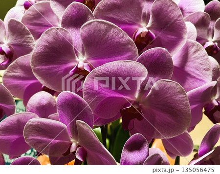 紫の胡蝶蘭の満開クローズアップ | 豪華な蘭の花 紫の胡蝶蘭の満開クローズアップ | 豪華な蘭の花 135056475
