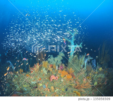 伊東の海　ハナダイとソフトコーラル　観光PR向け水中背景　コピースペース 135056509