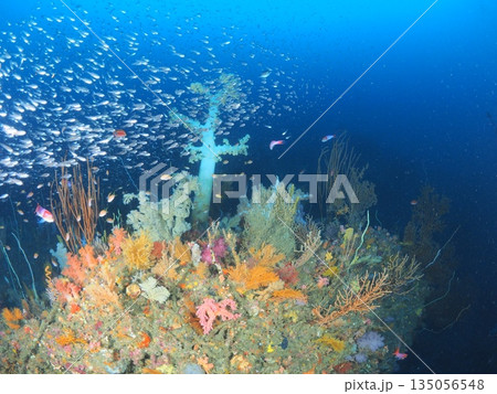 伊豆・伊東　カラフルなソフトコーラルと魚群の海中風景　水中背景　コピースペース 135056548