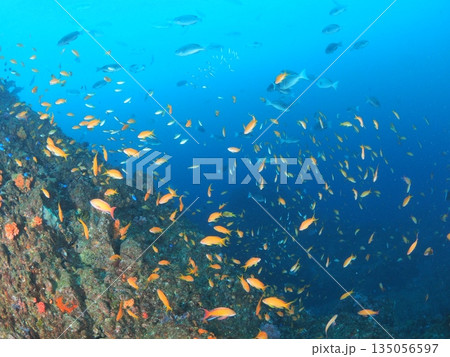 伊豆・伊東　青い海にハナダイが乱舞する海中風景　魚影の濃い水中写真 135056597