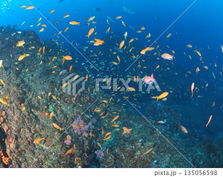 伊豆・伊東　青い海にハナダイが乱舞する海中風景　魚影の濃い水中写真 135056598