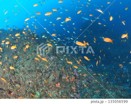 伊豆・伊東　青い海にハナダイが乱舞する海中風景　魚影の濃い水中写真 135056599
