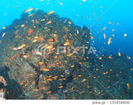 伊豆・伊東　青い海にハナダイが乱舞する海中風景　魚影の濃い水中写真 135056600