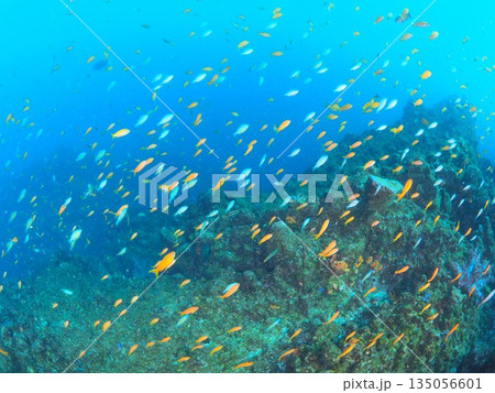 伊豆・伊東　青い海にハナダイが乱舞する海中風景　魚影の濃い水中写真 135056601