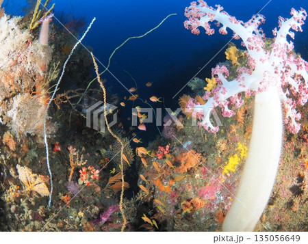 伊豆・伊東 多様な色彩のソフトコーラルと濃い魚影 海の豊かさを表す海中風景 伊豆・伊東 多様な色彩のソフトコーラルと濃い魚影 海の豊かさを表す海中風景 135056649