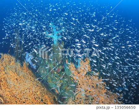 伊豆・伊東　多様な色彩のソフトコーラルと濃い魚影　海の豊かさを表す海中風景 135056650