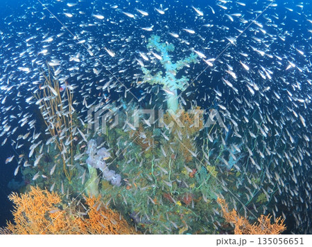 伊豆・伊東　多様な色彩のソフトコーラルと濃い魚影　海の豊かさを表す海中風景 135056651