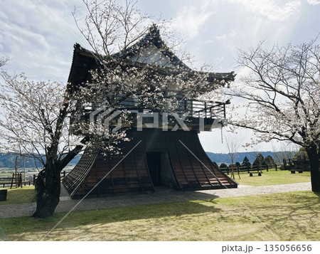 桜の木と古風な建物 | 春の時計台と満開の桜 桜の木と古風な建物 | 春の時計台と満開の桜 135056656