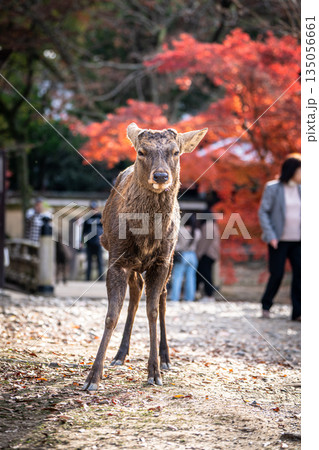 【秋】奈良公園の鹿【紅葉】 【秋】奈良公園の鹿【紅葉】 135056661