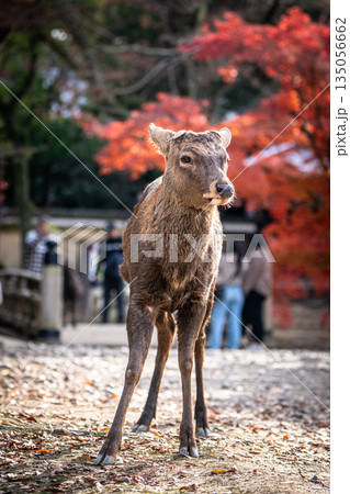 【秋】奈良公園の鹿【紅葉】 135056662