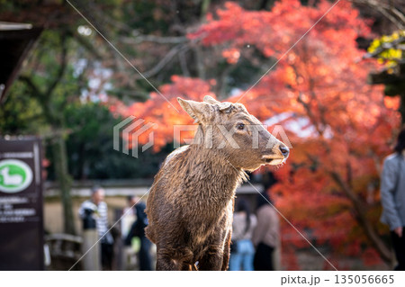 【秋】奈良公園の鹿【紅葉】 135056665