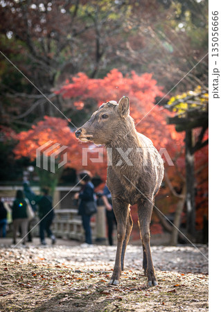 【秋】奈良公園の鹿【紅葉】 135056666