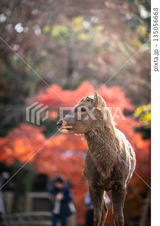 【秋】奈良公園の鹿【紅葉】 135056668