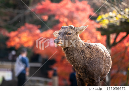 【秋】奈良公園の鹿【紅葉】 135056671