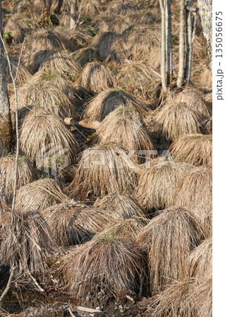 やちぼうず　ヤチボウズ　谷地坊主　野地坊主、スゲの葉 135056675