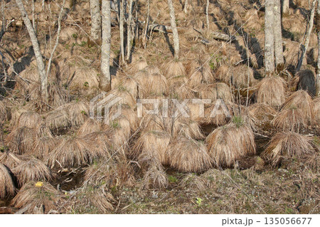 やちぼうず　ヤチボウズ　谷地坊主　野地坊主、スゲの葉 135056677