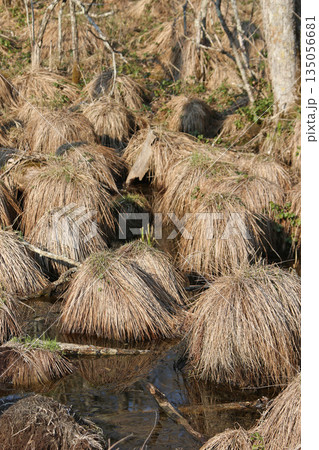やちぼうず　ヤチボウズ　谷地坊主　野地坊主、スゲの葉 135056681