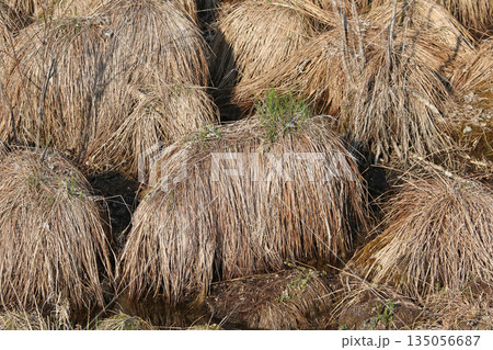 やちぼうず ヤチボウズ 谷地坊主 野地坊主、スゲの葉 やちぼうず ヤチボウズ 谷地坊主 野地坊主、スゲの葉 135056687