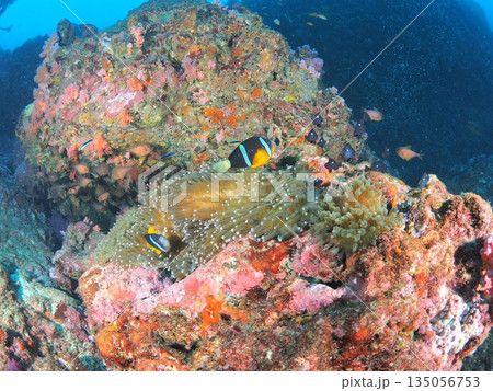 伊豆・伊東 クマノミのペアとイソギンチャク 岩礁の海中風景 水中写真 伊豆・伊東 クマノミのペアとイソギンチャク 岩礁の海中風景 水中写真 135056753