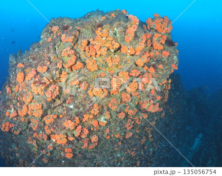 伊豆・伊東　オレンジのソフトコーラルが点在する岩礁　水中背景　コピースペース 135056754