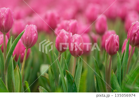 Vibrant Pink Tulips in Bloom with Dew Drops Brightening a Floral Paradise in a Garden Vibrant Pink Tulips in Bloom with Dew Drops Brightening a Floral Paradise in a Garden 135056974