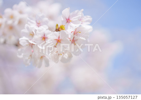 桜と青空 桜と青空 135057127
