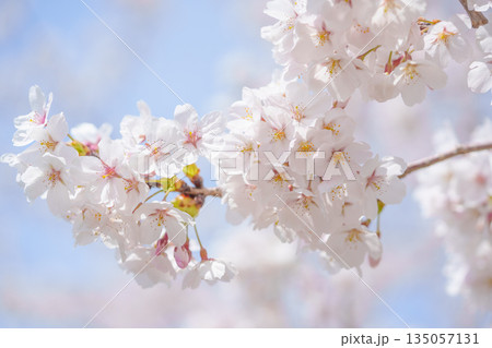 桜と青空 135057131