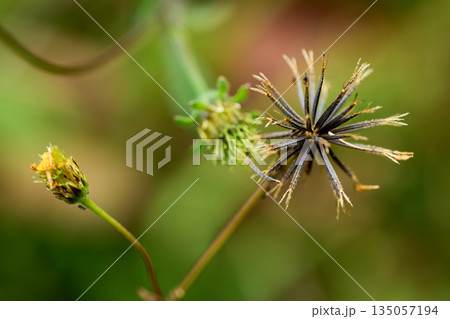 コセンダングサの花と種のクローズアップ コセンダングサの花と種のクローズアップ 135057194