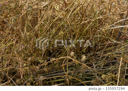 草刈り後に乾燥した雑草の重なり 草刈り後に乾燥した雑草の重なり 135057294