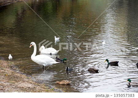 Graceful Swans And Ducks Gathering Along Tranquil Lakeside Shoreline 135057383