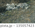 河川敷の不法投棄 135057423