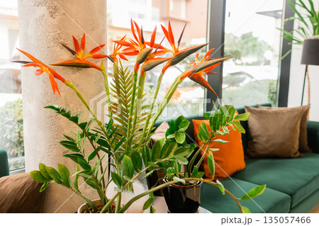 Indoor plant with orange flowers in bright living space. Natural decor, freshness, harmony, and wellbeing through botanical presence in contemporary residential interior design. 135057466