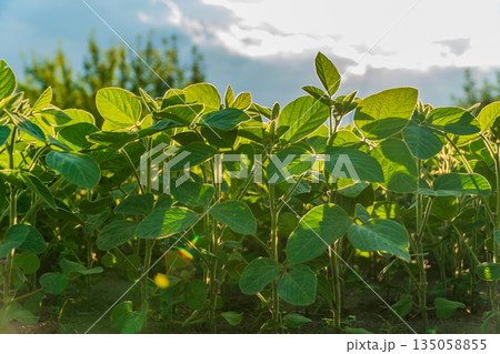 Vibrant green soybean plants stretch towards the warm evening sun, celebrating growth and a promising future for the harvest season Vibrant green soybean plants stretch towards the warm evening sun, celebrating growth and a promising future for the harvest season 135058855