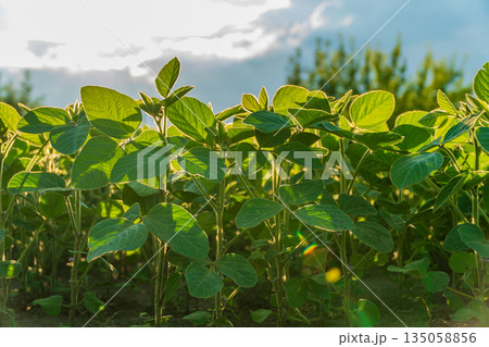Rows of healthy soybean plants bask in the warm sunlight, showcasing their lush foliage under a clear sky Rows of healthy soybean plants bask in the warm sunlight, showcasing their lush foliage under a clear sky 135058856
