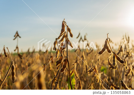 Fields of mature soybean plants bask in warm sunlight, showcasing their golden pods ready for harvest in the tranquil autumn breeze Fields of mature soybean plants bask in warm sunlight, showcasing their golden pods ready for harvest in the tranquil autumn breeze 135058863