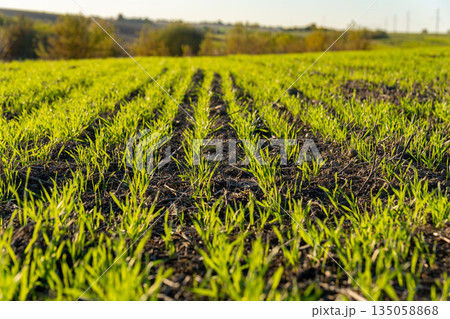 Fresh green sprouts of winter wheat rise from dark soil, basking in warm sunlight, showcasing nature's resilience and growth on peaceful land Fresh green sprouts of winter wheat rise from dark soil, basking in warm sunlight, showcasing nature's resilience and growth on peaceful land 135058868