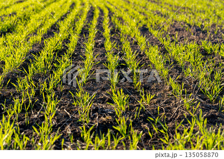 Vibrant green wheat sprouts rise from the fertile soil of a winter field, signifying growth and the promise of new life under the sun Vibrant green wheat sprouts rise from the fertile soil of a winter field, signifying growth and the promise of new life under the sun 135058870