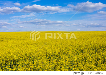 Golden rapeseed flowers bloom in a vast field, dancing gently in the breeze beneath a beautiful azure sky dotted with fluffy clouds Golden rapeseed flowers bloom in a vast field, dancing gently in the breeze beneath a beautiful azure sky dotted with fluffy clouds 135058887