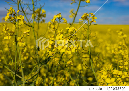 Bright yellow rapeseed flowers flourish in an expansive field, basking in the sunshine, creating a picturesque rural landscape Bright yellow rapeseed flowers flourish in an expansive field, basking in the sunshine, creating a picturesque rural landscape 135058892