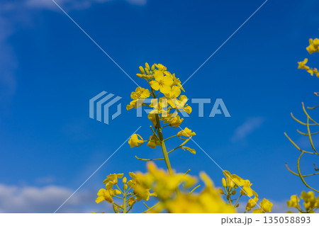 Bright yellow rapeseed flowers stretch toward a clear blue sky, creating a stunning display of color and life in a tranquil field 135058893