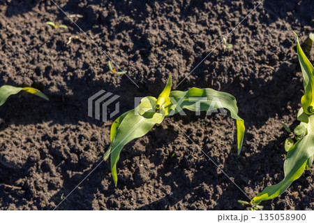 Fresh corn seedlings emerge from the dark soil, basking in the warm sunlight, showcasing the promise of a fruitful harvest in spring Fresh corn seedlings emerge from the dark soil, basking in the warm sunlight, showcasing the promise of a fruitful harvest in spring 135058900