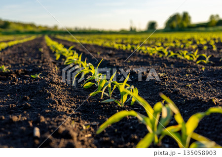Corn seedlings stretch toward the sky, thriving in the fertile soil of a sunlit field, symbolizing the joys of farming and growth Corn seedlings stretch toward the sky, thriving in the fertile soil of a sunlit field, symbolizing the joys of farming and growth 135058903