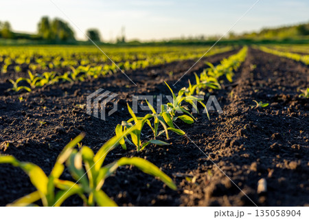 Vibrant green corn seedlings sprout from rich soil, illuminated by morning sunlight, showcasing the beauty of new life in agriculture 135058904