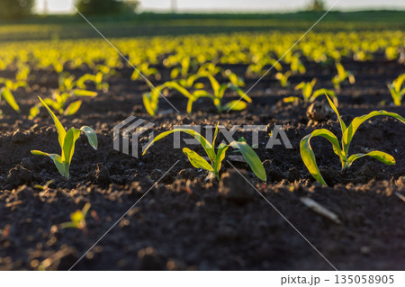 Bright green sprouts of corn thrive in the warm sunlight, marking the promise of a bountiful harvest in a tranquil farming field 135058905